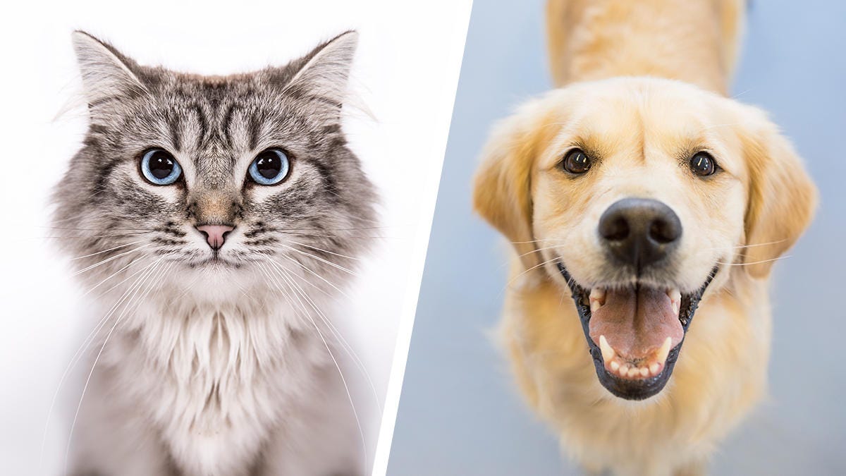 Cat vs Dog Machine Learning